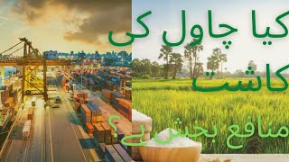 Is rice planting profitable in Pakistan [upl. by Dicks]