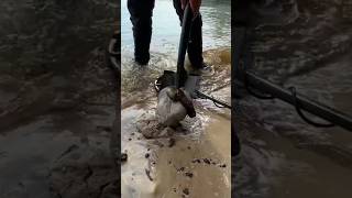 He found a priceless fortune hidden on the islands beach 😱  metaldetecting shorts ytshots find [upl. by Batty]