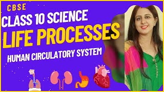 Class 10 Human Circulatory System  Class 10 Life Processes  Differences between Arteries and Veins [upl. by Mook]