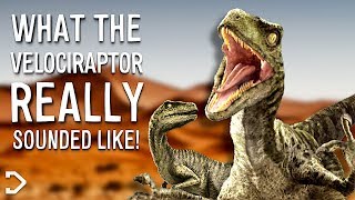 What Did The Velociraptor REALLY Sound Like [upl. by Iveksarap239]