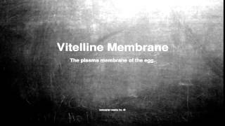 Medical vocabulary What does Vitelline Membrane mean [upl. by Anitsirhcairam]