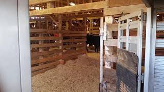 Loading bulls at cattle auction in Georgia [upl. by Hildegaard]