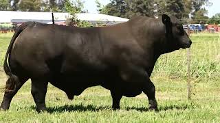 4x4  BRANGUS NEGRO  SEMEX  CIAVT [upl. by Iridis]