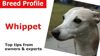 Whippet dog breed guide [upl. by Klepac924]