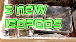 Unboxing 3 new Isopods species [upl. by Fortunna]