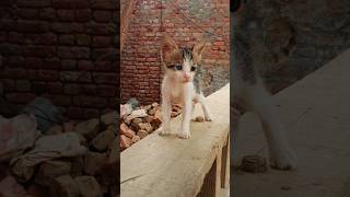 kitten funny short68 [upl. by Mildred]