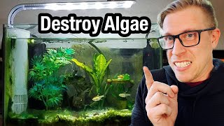 7 Tips to Remove Algae from Your Aquarium [upl. by Helfand]