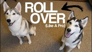 Teach Your Husky To Roll Over  Siberian Husky Tips And Tricks [upl. by Icyak]