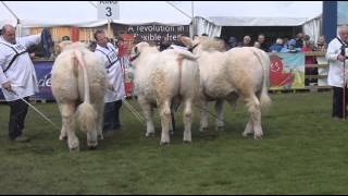 Charolais Judging at Balmoral Show 2013 [upl. by Everara]