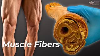 How Your Muscle Fibers Change With Exercise [upl. by Ellennej483]