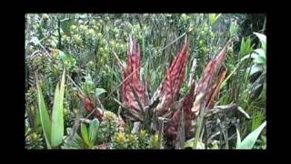 Heliamphora amp other CP Gran Sabana to IluTramen Massif With Stewart McPherson [upl. by Zippora]