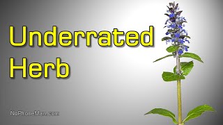 Ajuga Reptans Bugle or Bugleweed  Edible Herb with Medicinal Uses [upl. by Rexer]