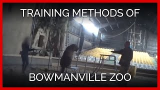 Training Methods of Bowmanville Zoo Owner Michael Hackenberger [upl. by Eikciv]