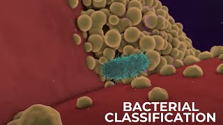 Classification of Bacteria on the basis of Respiration  Shapes amp Cell Wall Composition [upl. by Trubow]