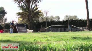 Adiestramiento social en perros  Reportajes Royal Canin [upl. by Ilyssa557]