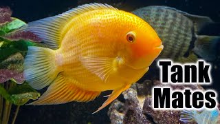 Top 10 Tank Mates for Severum Cichlids [upl. by Trinity610]