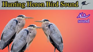 Heron Bird Hunting Sound heron bird hunting cal Heron bird [upl. by Dlanod867]