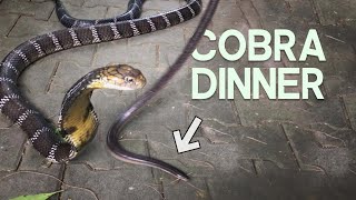 SNAKE VS SNAKE  KING COBRA FEEDING WITH CHRISWEEET [upl. by Ydoj]