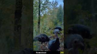 Gobblers adirondacks wildturkey easternturkey moultrie moultriemobile turkey longbeard [upl. by Aiclef350]