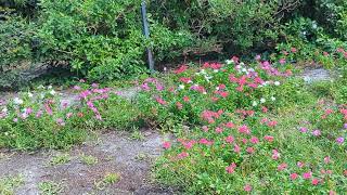 Hear Sparrows Chirping by Pink White amp Purple Flowers at Lake Eola Park Orlando Florida [upl. by Aliuqa]