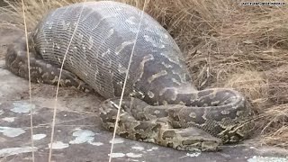 Python eats porcupine instantly regrets it [upl. by Cappella22]