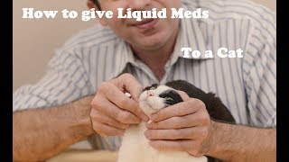 How to give liquid medication to a cat [upl. by Tymes]