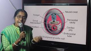 Lecture On Pericardium [upl. by Enneicul979]