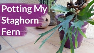 How I Potted My Staghorn Fern To Grow In The Desert  Joy Us Garden [upl. by Sutniuq235]