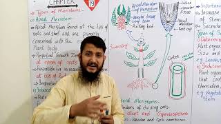 Types of meristems  Apical Intercalary and lateral meristem  FSc biology [upl. by Tobie]