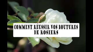 Comment réussir vos BOUTURES de ROSIERS [upl. by Oiredised]