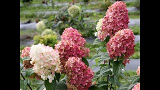 Pruning Panicle Hydrangeas [upl. by Zeuqcaj]