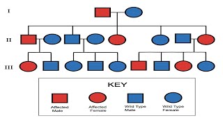 Pedigree Part 1  Mrs Biology [upl. by Etnaud]