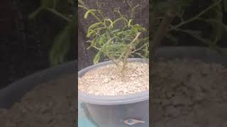 COMO EMPEZAR UN BONSAI DE TUSCA  vachellia aromapequeño pinzado bonsai plantas [upl. by Enelec435]