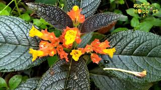 Sunset Bell Plant  Black flamingo  copper leaf plant  Squarestem  Chrysothemis pulchella [upl. by Lucio]