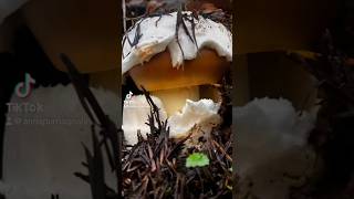 mycology mushrooms foraging [upl. by Eelyah]