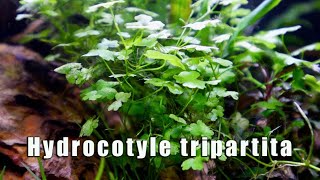 Hydrocotyle Tripartita  MUST HAVE Most Versatile Aquatic Plant [upl. by Annabal]