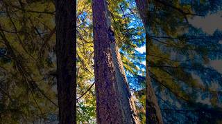 squirrel on a tree shorts nature [upl. by Eisen]