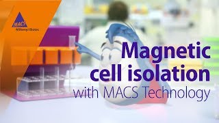 Magnetic cell isolation with MACS Technology [upl. by Hasseman115]