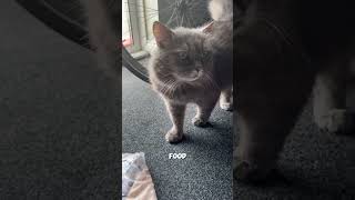 I want food…anfisa cat cute food [upl. by Richter]