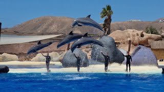 Dolphin Show 🐬 Rancho Texas Lanzarote Park 🐬 Lanzarote Canary Islands 🇮🇨 🇪🇸 4K [upl. by Dyolf]