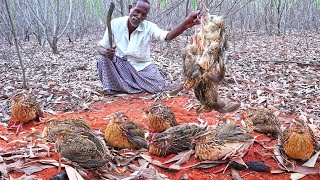 WILD QUAIL HUNTING  Delicious Red Sand Quail Cooking  தேறி காட்டு காடை வேட்டை  Village Grandpa [upl. by Merril163]