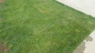 Zenith Zoysia Grass Project 16 Month Status [upl. by Lia]