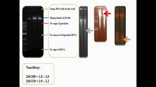 Extracted Genomic DNA on Agarose Gel [upl. by Godderd]