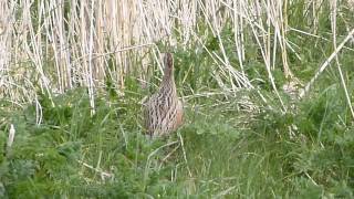 sound of the rare corncrake sighting Tiree 2013 [upl. by Ecnerewal251]