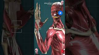 Human body muscles 3D [upl. by Essyle866]