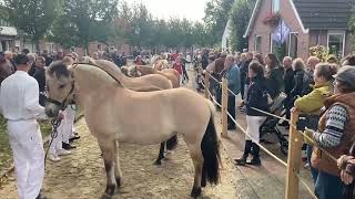 Paardenkeuring en warenmarkt tijdens Paardenmarkt Ameide 2024 [upl. by Aphra860]