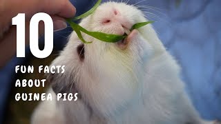 10 Fun Facts about Guinea Pigs [upl. by Farrica529]