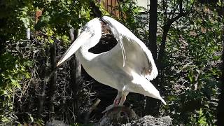 Krauskopfpelikan Pelecanus crispus Dalmatian pelican [upl. by Lurette373]