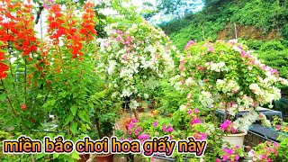 Chơi hoa giấy tết ta chọn giống hoa giấy này [upl. by Carbone190]