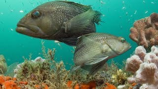 Mahi and Seabass Catch Clean Cook Traditional Fijian style Ika Vakalolo [upl. by Smeaj821]